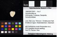 Foto (Objket + Etiketten) von Goniodromites sp. 